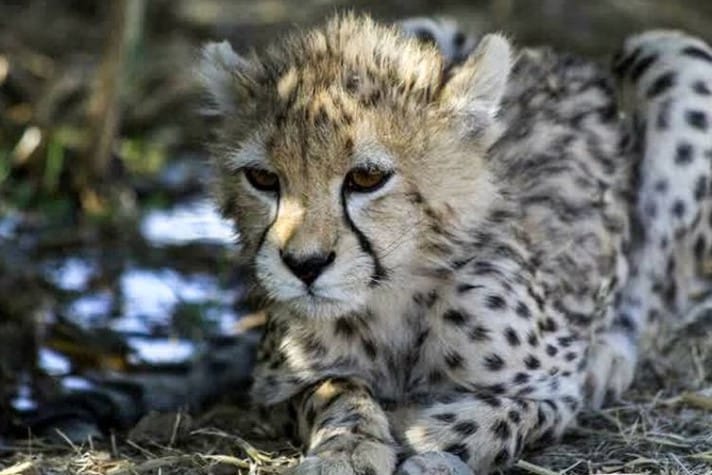 endangered Asiatic cheetah