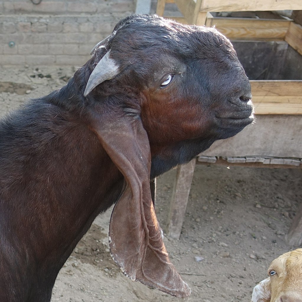 Damascus goat